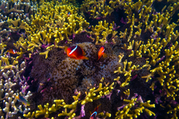 Underwater