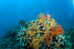 Underwater