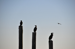 Wildlife