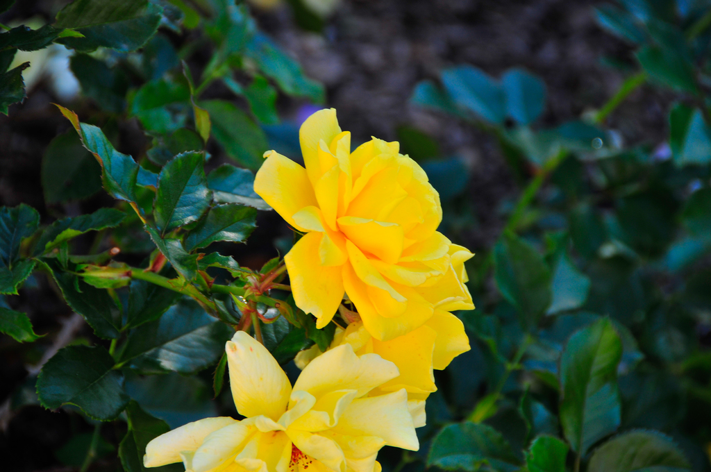 flower3